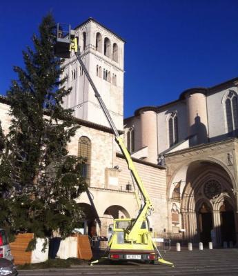 Alberoassisi